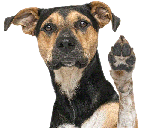 Aurizon Dog Ear Canada Aurizon Dog Ear Canada