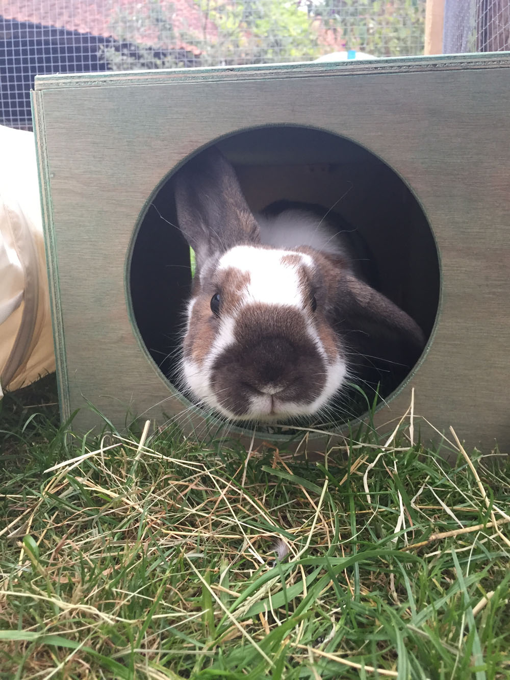 Shelter House Hideaway for Rabbits and Cats 24" L x 12" W x 10" H by